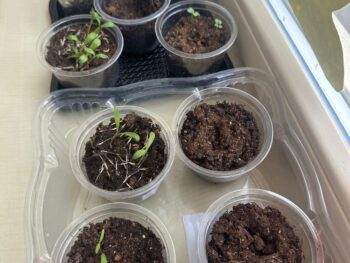 Integrovaná výuka: „Od semínka k rostlince“.